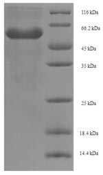 Greater than 90% as determined by SDS-PAGE.