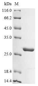 Greater than 90% as determined by SDS-PAGE.Recombinant Lysinibacillus Sphaericus Surface-Layer 125 Kda Protein Protein (His)