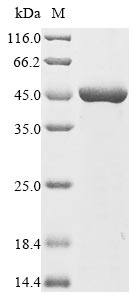 Greater than 85% as determined by SDS-PAGE.Recombinant Clostridium Kluyveri Nad-Dependent 4-Hydroxybutyrate Dehydrogenase (4HBD) Protein (His&Myc)