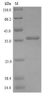 Greater than 90% as determined by SDS-PAGE.