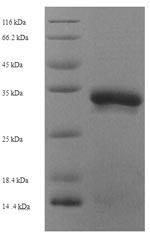 Greater than 90% as determined by SDS-PAGE.