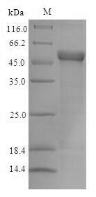 Greater than 90% as determined by SDS-PAGE.