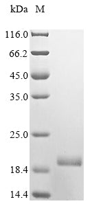 Greater than 85% as determined by SDS-PAGE.