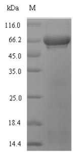 Greater than 90% as determined by SDS-PAGE.Recombinant Glycine Max Ribulose Bisphosphate Carboxylase Large Chain (RBCL) Protein (His-SUMO)