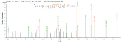 Based on the SEQUEST from database of E.coli host and target protein, the LC-MS/MS Analysis result of this product could indicate that this peptide derived from E.coli-expressed Mus musculus (Mouse) Mug1.Recombinant Mouse Murinoglobulin-1 (MUG1) Protein (His)
