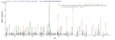 Based on the SEQUEST from database of E.coli host and target protein, the LC-MS/MS Analysis result of this product could indicate that this peptide derived from E.coli-expressed Mus musculus (Mouse) Mug1.Recombinant Mouse Murinoglobulin-1 (MUG1) Protein (His)