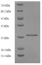 Greater than 90% as determined by SDS-PAGE.Recombinant Mouse Murinoglobulin-1 (MUG1) Protein (His)