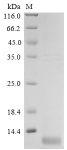 Greater than 85% as determined by SDS-PAGE.