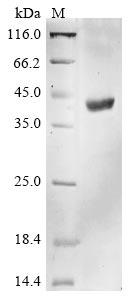 Greater than 85% as determined by SDS-PAGE.Recombinant Human Hla Class I Histocompatibility Antigen, A Alpha Chain (HLA-A) Protein (His&Myc)