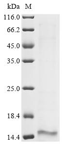 Greater than 85% as determined by SDS-PAGE.Recombinant Vaccinia Virus Envelope Protein H3 (H3L) Protein (His)