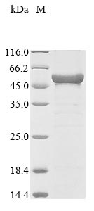 Greater than 85% as determined by SDS-PAGE.