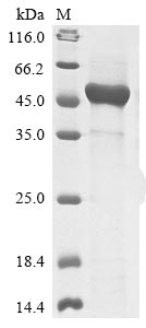 Greater than 85% as determined by SDS-PAGE.Recombinant Enterobacteria Phage T4 Atp-Dependent Dna Helicase Dda (DDA) Protein (His)