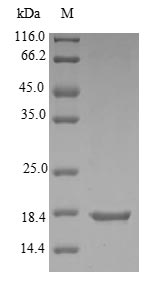 Greater than 90% as determined by SDS-PAGE.