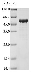Greater than 85% as determined by SDS-PAGE.Recombinant Pseudomonas Stutzeri Nitrite Reductase (NIRS) Protein (His&Myc)
