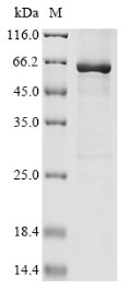 Greater than 85% as determined by SDS-PAGE.Recombinant Human Parainfluenza 1 Virus Nucleoprotein (N) Protein (His)
