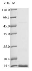 Greater than 85% as determined by SDS-PAGE.