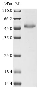 Greater than 90% as determined by SDS-PAGE.