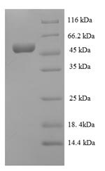 Greater than 90% as determined by SDS-PAGE.