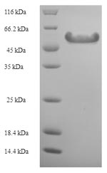 Greater than 90% as determined by SDS-PAGE.Recombinant Ambrosia Artemisiifolia Pectate Lyase 5 Protein (His-SUMO)