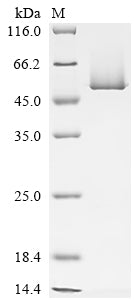 Greater than 85% as determined by SDS-PAGE.Recombinant Arabidopsis Thaliana Tata-Box-Binding Protein 1 (TBP1) Protein (His-SUMO)