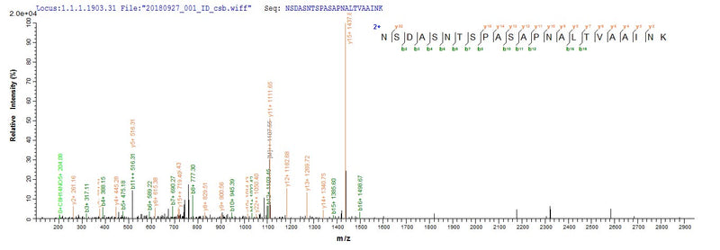 Based on the SEQUEST from database of E.coli host and target protein, the LC-MS/MS Analysis result of this product could indicate that this peptide derived from E.coli-expressed Neosartorya fumigata (strain ATCC MYA-4609 / Af293 / CBS 101355 / FGSC A1100) (Aspergillus fumigatus) alp1.