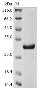 Greater than 85% as determined by SDS-PAGE.Recombinant Human Herpesvirus 1 Glycoprotein C (GC) Protein (His-KSI)