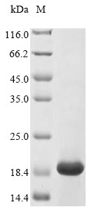 Greater than 85% as determined by SDS-PAGE.Recombinant Lactococcus Lactis Subsp. Lactis Lantibiotic Nisin-Z (NISZ) Protein (His-KSI)