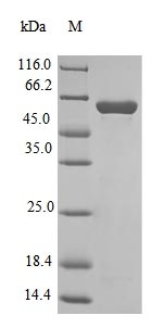 Greater than 90% as determined by SDS-PAGE.Recombinant Bacillus Methanolicus Nad-Dependent Methanol Dehydrogenase (MDH) Protein (His-SUMO&Myc)