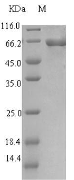 Greater than 90% as determined by SDS-PAGE.