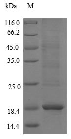Greater than 90% as determined by SDS-PAGE.