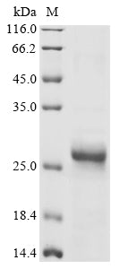 Greater than 90% as determined by SDS-PAGE.