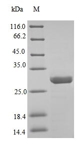 Greater than 90% as determined by SDS-PAGE.