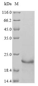 Greater than 85% as determined by SDS-PAGE.Recombinant Arabidopsis Thaliana Ubiquitin-Conjugating Enzyme E2 10 (UBC10) Protein (His)