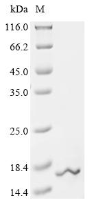 Greater than 90% as determined by SDS-PAGE.Recombinant Mouse Ubiquitin-Like Protein Fubi (FAU) Protein (His&Myc)