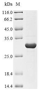 Greater than 85% as determined by SDS-PAGE.Recombinant Hypoderma Lineatum Hypodermin-B (HB) Protein (His&Myc)