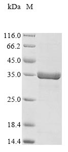 Greater than 85% as determined by SDS-PAGE.Recombinant Campylobacter Fetus S-Layer Protein (SAPA) Protein (His&Myc)