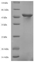 Greater than 90% as determined by SDS-PAGE.Recombinant Saccharomyces Cerevisiae Probable Trna Threonylcarbamoyladenosine Biosynthesis Protein Kae1 (KAE1) Protein (His)