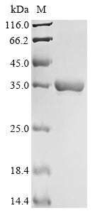 Greater than 90% as determined by SDS-PAGE.Recombinant E.Coli Cell Division Protein Zapd (ZAPD) Protein (His&Myc)