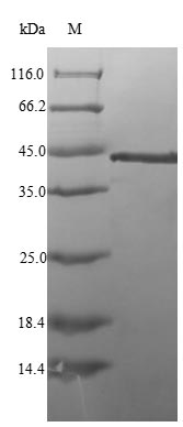 Greater than 85% as determined by SDS-PAGE.