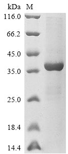 Greater than 85% as determined by SDS-PAGE.