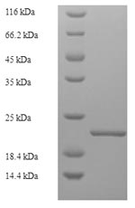 Greater than 90% as determined by SDS-PAGE.
