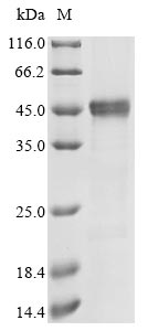 Greater than 85% as determined by SDS-PAGE.