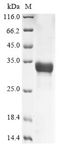 Greater than 85% as determined by SDS-PAGE.Recombinant Dermatophagoides Pteronyssinus Mite Allergen Der P 3 (DERP3) Protein (His)