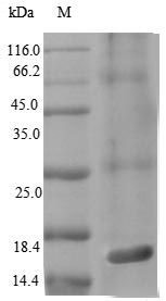 Greater than 90% as determined by SDS-PAGE.