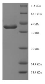 Greater than 90% as determined by SDS-PAGE.