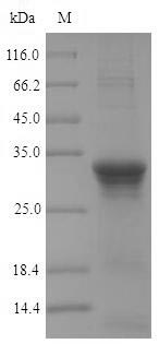 Greater than 90% as determined by SDS-PAGE.Recombinant Bacillus Subtilis Penicillin-Binding Protein 3 (PBPC) Protein (His)