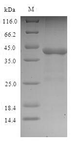 Greater than 90% as determined by SDS-PAGE.