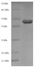 Greater than 90% as determined by SDS-PAGE.Recombinant Arachis Hypogaea Allergen Ara H 1, Clone P17 Protein (His-SUMO)