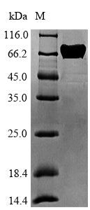 Greater than 90% as determined by SDS-PAGE.Recombinant Arachis Hypogaea Allergen Ara H 1, Clone P17 Protein (His)