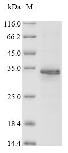 Greater than 85% as determined by SDS-PAGE.Recombinant Arachis Hypogaea Allergen Ara H 1, Clone P17 Protein (His)